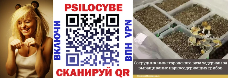 hydra   Куртамыш  Псилоцибиновые грибы Psilocybe 